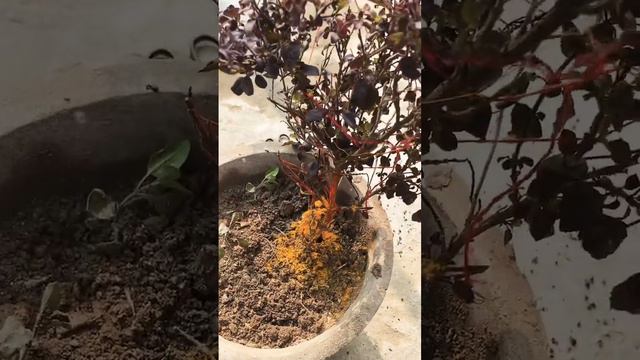 Tulsi 🌿 plant #basil plant 🪴 #shortvideo смотреть онлайн