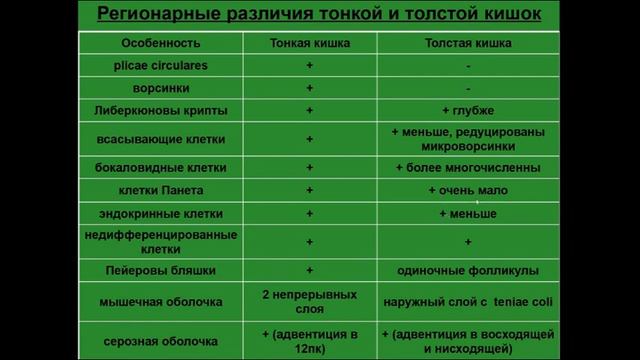Сравнительная характеристика тонкой и толстой кишок смотреть онлайн