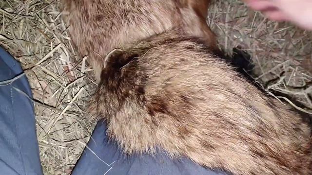 ЛИ СЯО. Алиса - Лиса. Кусачие игры на сене. смотреть онлайн