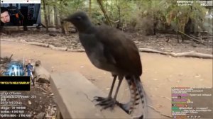 Hellyeahplay смотрит: Птица Лирохвост издает удивительные звуки