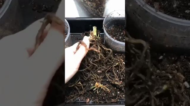 Часть 2. Дневник цветовода 4.11.23 #антуриум #уходзарастениями #комнатныерастения смотреть онлайн