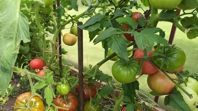 СТРИЖКА В ТОМАТНОЙ ТЕПЛИЦЕ смотреть онлайн