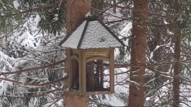 Наш край - Валдай, белочка, зима 2021 смотреть онлайн