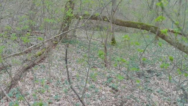 Эндуро Натухаевская. Fidelis Et Fortis S3, Avantis Enduro 250. Avantis сломался.