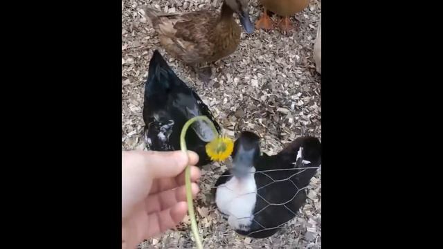 Cayuga Duck | Duck Sounds | Looking WoW смотреть онлайн