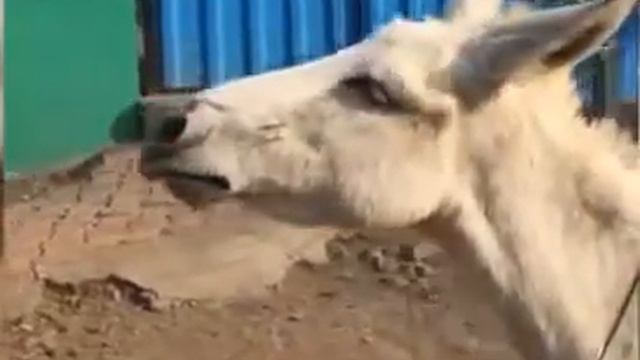 Поющий Осёл / Приколы про животных смотреть онлайн