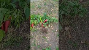 "Воловье ухо" сладкий перец. 3 сентября 2022 г.