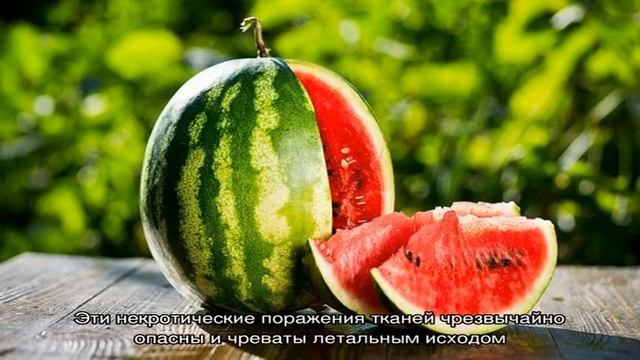 Можно ли есть арбуз при диабете 2 типа смотреть онлайн