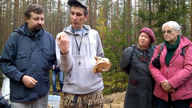 Лиофиллум ильмовый смотреть онлайн