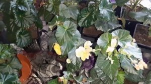 Мой уход за бегонией ЭЛАТИОР