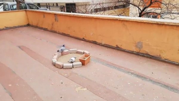 Güvercin Beslemenin Püf Noktaları