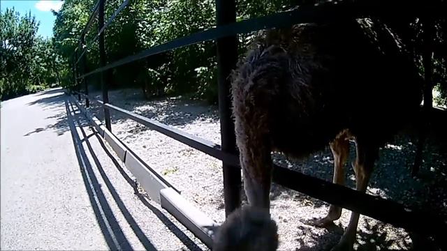 Обиженный страус/тупое животное кочевряжится. смотреть онлайн