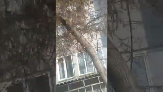 Прокат на лошадях!!! смотреть онлайн