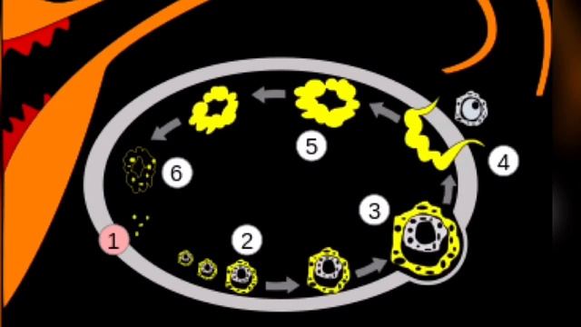 ЭСТРОЖЕЛЬ ВА ДИВИГЕЛ ИШЛАТИШ ТАРТИБИ