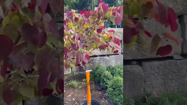 #TreeTipTuesday - Cercis Canadensis 'Flame Thrower'