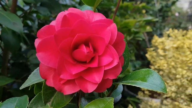 Camellia japonica 짙은 빨강 Dark Red-다크 레드의 대명사 [Roger Hall -로저 홀] 호주 동백꽃-Australia Camellia 주작원 최초소개 смотреть онлайн