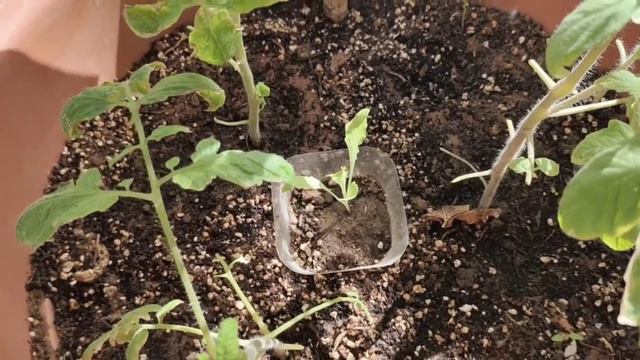Winter vegetables' update смотреть онлайн