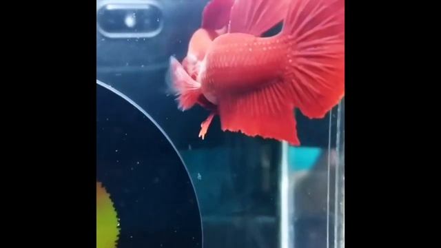 Новинки 19 - самые красивые аквариумные петушки красного окраса смотреть онлайн