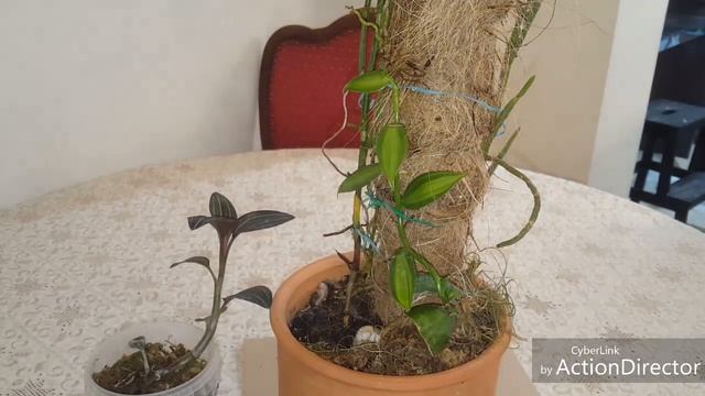 2 орхидеи из погибавших отростков-ваниль и лудизия смотреть онлайн