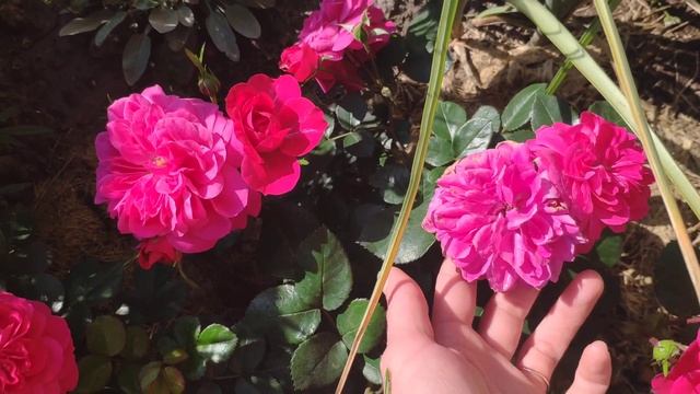 Роза Сангрия 