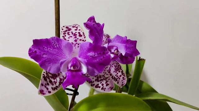 C. Yuan Dung Sweet 'Dragon Fruit'