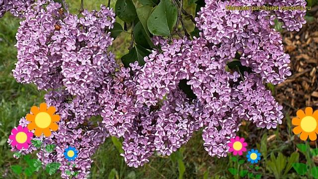 Сирень обыкновенная леонид леонов. Краткий обзор, описание характеристик syringa vulgaris смотреть онлайн