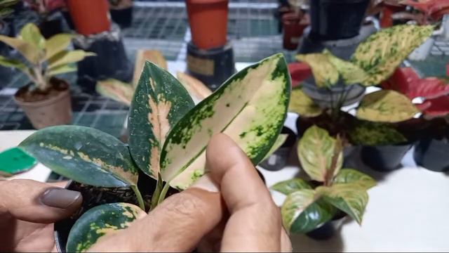 Sale Aglaonema смотреть онлайн