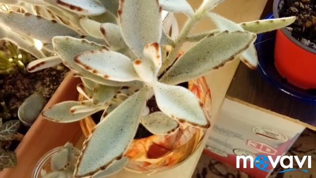 Каланхоэ войлочное. Kalanchoe Tomentosa.