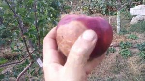 Яблуко Джумбо Помм(Jumbo Pomme).Сигналка
