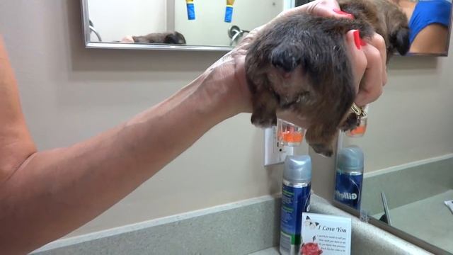 How to Give a Puppy a Warm Water Enema смотреть онлайн
