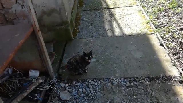 ПЕРВЫЙ ДЕНЬ НА ДАЧЕ