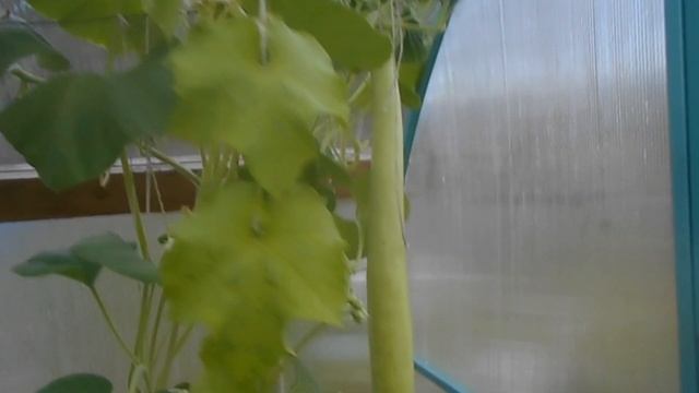 Лагенария Вьетнамский кабачок Продолжение смотреть онлайн