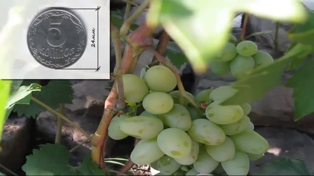 Виноград Монарх. Grapes Monarch