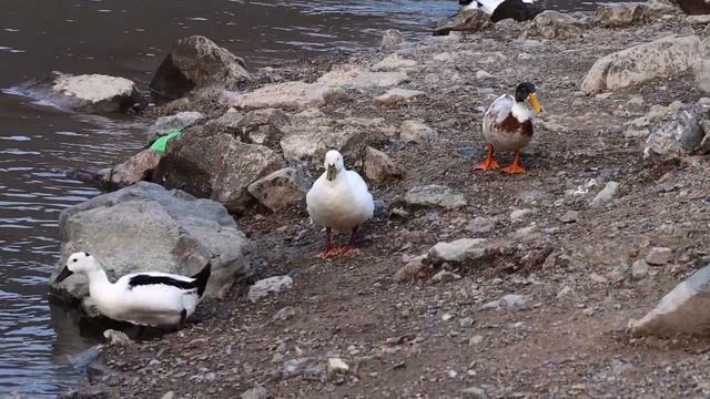 ОБЗОР ФУДЖЕЙРЫ | САМАЯ БОЛЬШАЯ и САМАЯ СТАРАЯ МЕЧЕТИ ФУДЖЕЙРЫ | НАБЕРЕЖНАЯ И ОЗЕРО | UAE VLOG #4