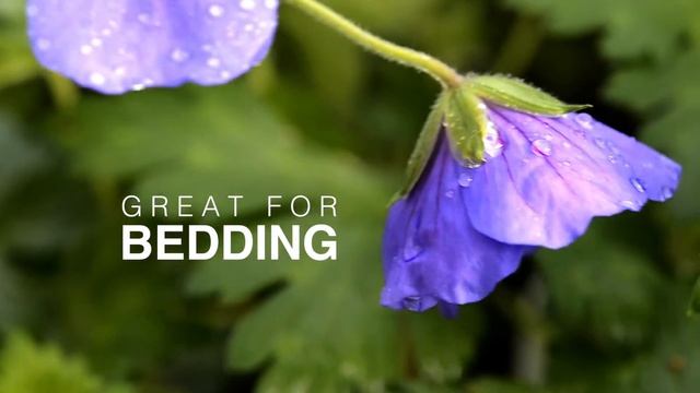 Perennial of the Year 2008 Geranium Rozanne at WaysideGardens.com смотреть онлайн