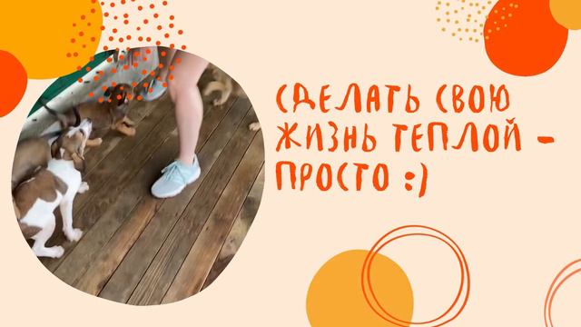 5 причин завести щенка смотреть онлайн