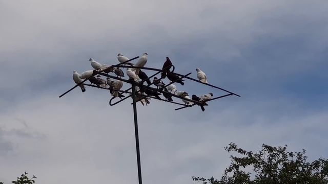 24.05.19. УМНЫЕ ГОЛУБИ ЛЕТЯТ ДОМОЙ. CLEVER PIGEONS ARE FLYING HOME. смотреть онлайн