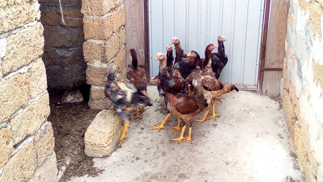 Подрощенные цыплята дакана. Dakan chickens. смотреть онлайн