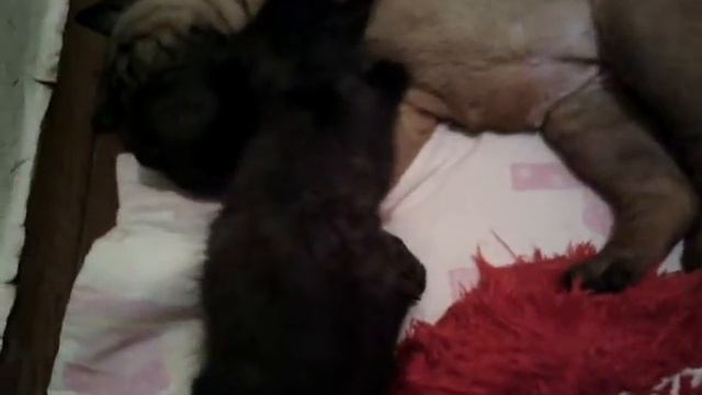 Шар-пей и кошка,позитив смотреть онлайн