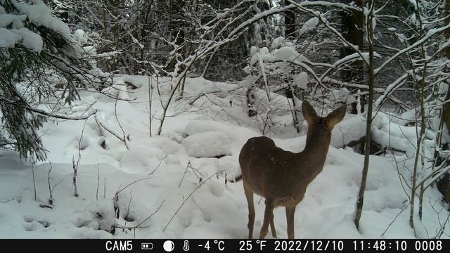 Косули зимой смотреть онлайн