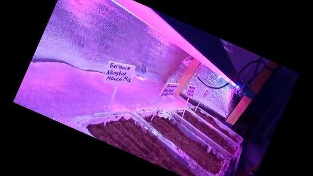 Посевы сезона 2024. Бегонии. Хризантемы ко дню матери. смотреть онлайн