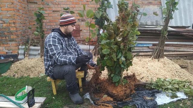 Распаковка посылки и подготовка саженцев фундука к посадке!!! смотреть онлайн