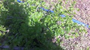 Оленка мохнатая и как с ней бороться