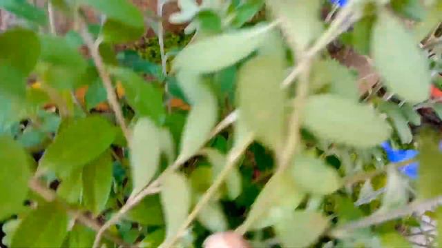 Blue daze Plant Care смотреть онлайн