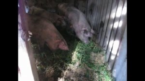 Самое простое содержание свиней