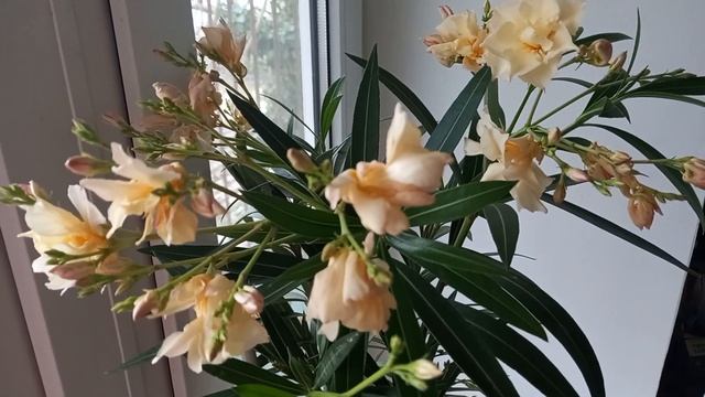 6.3.2022 г. Новый сорт олеандра смотреть онлайн