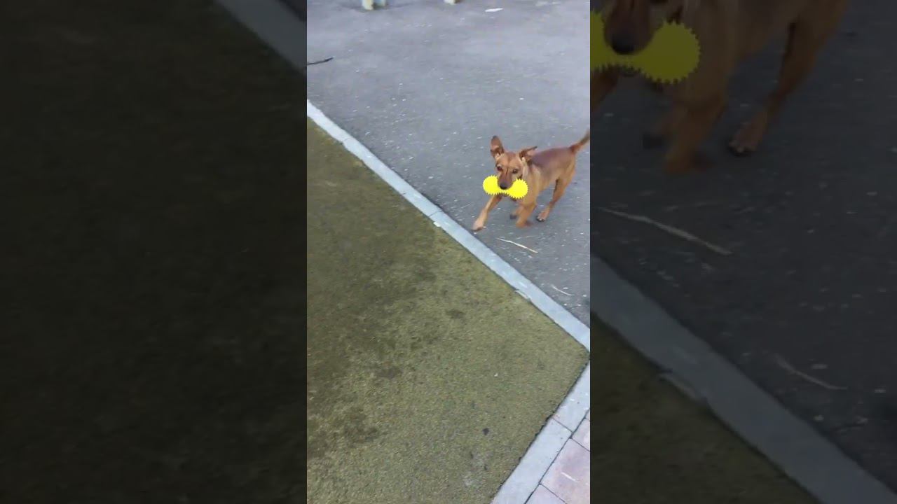 #dog #гуляюссобакой #нижнийновгород #собака #собакадругчеловека #природа #влог смотреть онлайн
