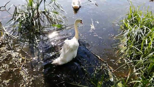 Стая лебедей напала на человека смотреть онлайн