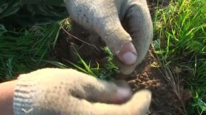 Equinox 800 НЕКОПАННЫЕ МЕСТА. РАСПАШКА ЧЕШУИ. часть 2