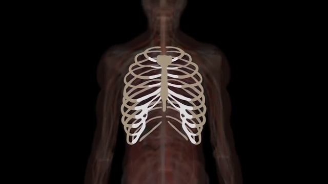 How Your Body Works! | KLT Anatomy